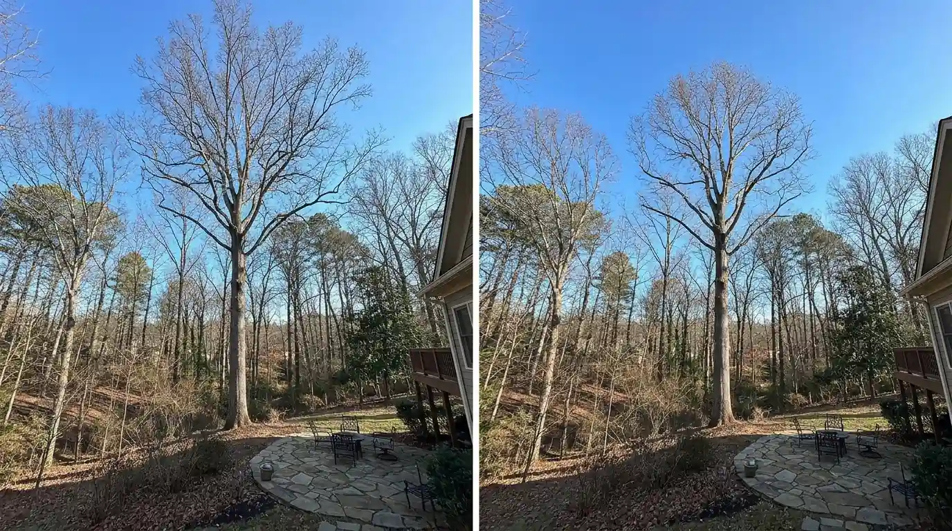 Tulip poplar with a reduced, natural rounded crown