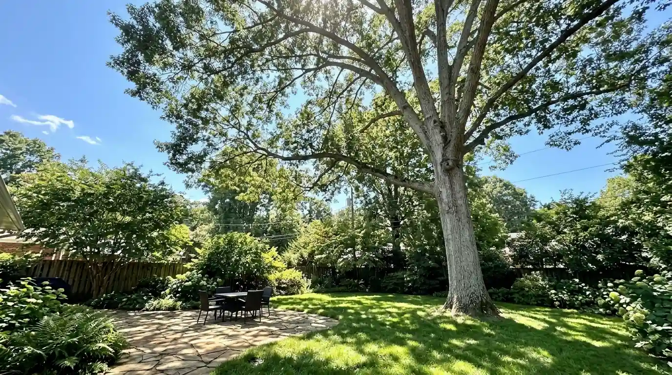 Dappled light through a thinned white oak over a lawn